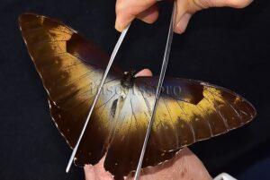 Morpho cisseis jeannoti ♂