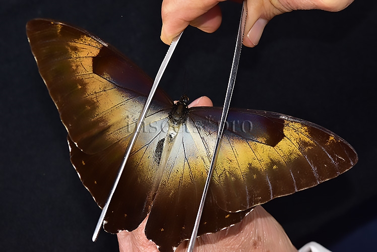 Morpho cisseis jeannoti ♂