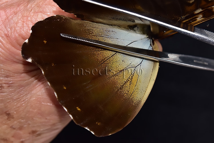Morpho cisseis jeannoti ♂ - Image 4