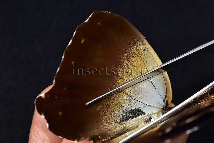 Morpho cisseis jeannoti ♂ - Image 5
