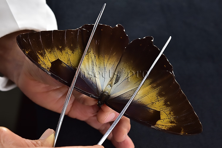 Morpho cisseis jeannoti ♂ - Image 6