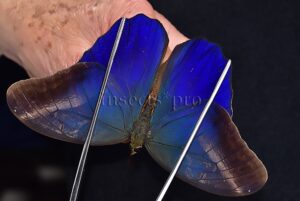 Caligo suzanna ♂