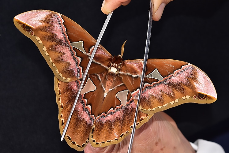 Rothschildia sp. ♂