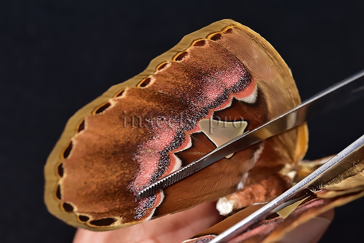 Rothschildia sp. ♂ - Image 5