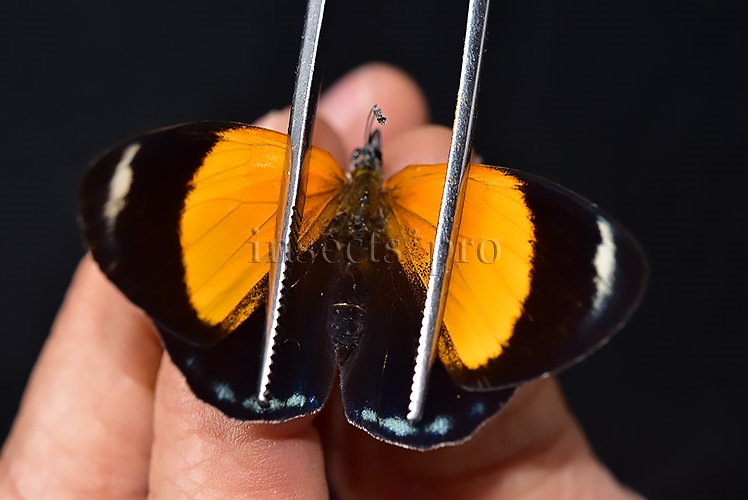 Asterope markii davisii A1 ♀ - Image 6