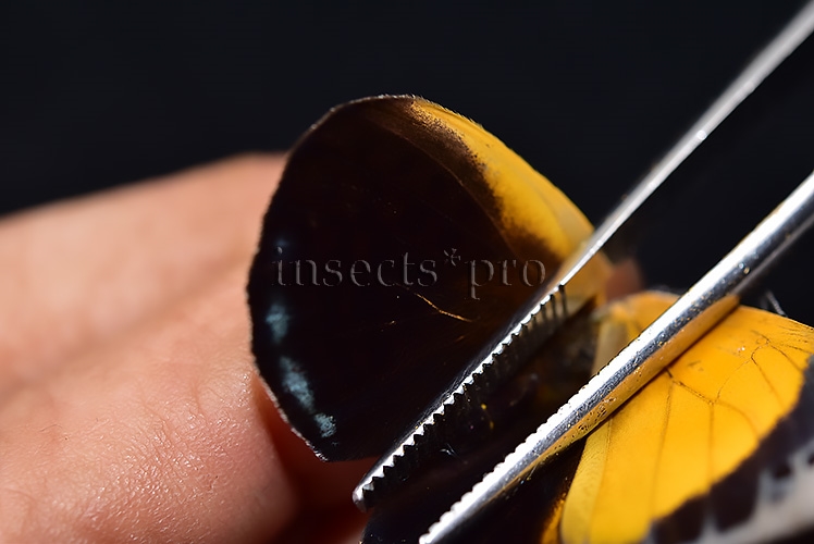 Asterope markii davisii A1 ♀ - Image 5