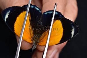 Asterope markii davisii A1 ♀