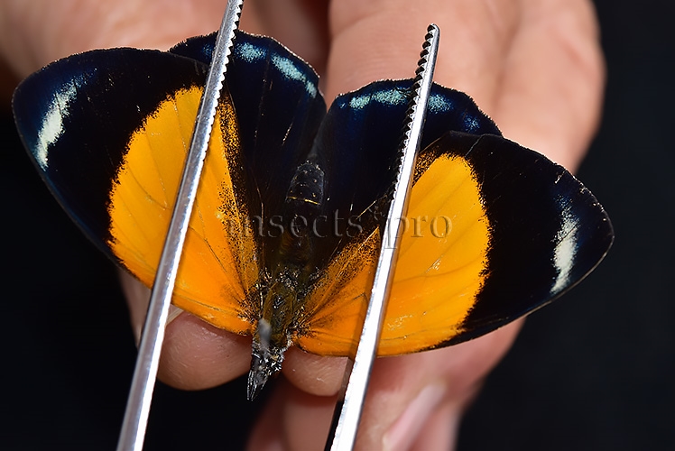 Asterope markii davisii A1 ♀