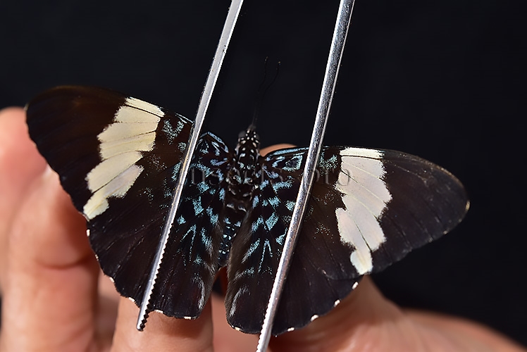 Hamadryas arinome A1 ♂ ABERRATION* INTERESTING MELANIC ABERRATION SET of 2 sp. - Image 6