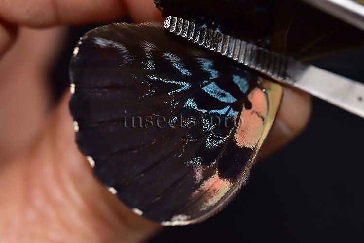 Hamadryas arinome A1 ♂ ABERRATION* INTERESTING MELANIC ABERRATION SET of 2 sp. - Image 4