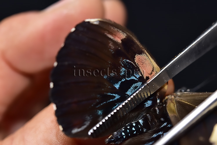 Hamadryas arinome A1 ♂ ABERRATION* INTERESTING MELANIC ABERRATION SET of 2 sp. - Image 5