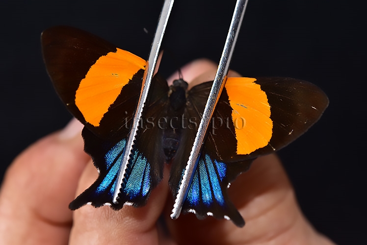Ancyluris inca cacica ♀