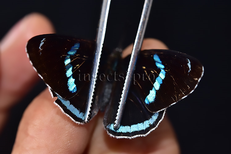 Diaethria clymena peruviana ♂ ABERRATION* ORANGE FORM - Image 3