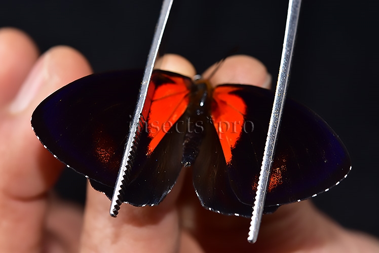 Callicore cynosura cynosura f. fournierae ♂ ABERRATION* MELANIC EXTREME - Image 3