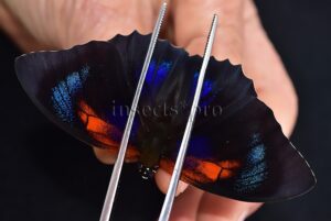 Agrias sp. A1 ♂ HYBRID* resembles the form FLOQUETI
