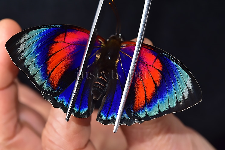 Agrias sp. ♂ HYBRID* GREENISH - Image 6