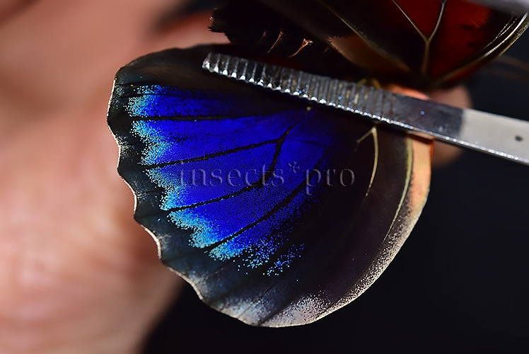 Agrias sp. ♂ HYBRID* GREENISH - Image 4