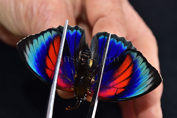 Agrias sp. ♂ HYBRID* GREENISH