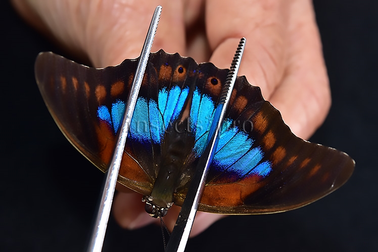 Agrias sp. A1 ♂ HYBRID* like PRAENESTE