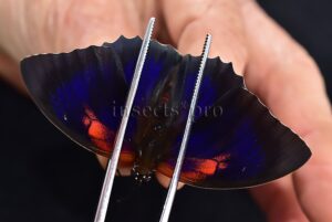 Agrias sp. A1 ♂ HYBRID*