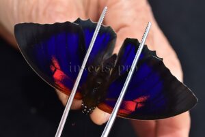 Agrias sp. A1 ♂ HYBRID*