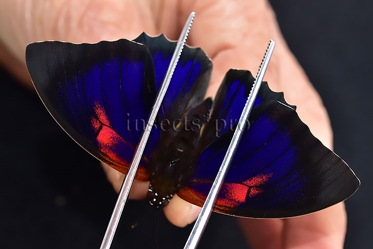Agrias sp. A1 ♂ HYBRID*