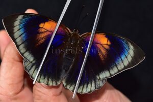 Agrias sp. A1 ♀ HYBRID* GREAT FEMALE