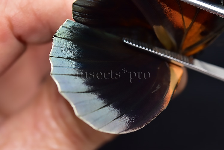 Agrias sp. A1 ♀ HYBRID* DARK FEMALE - Image 4