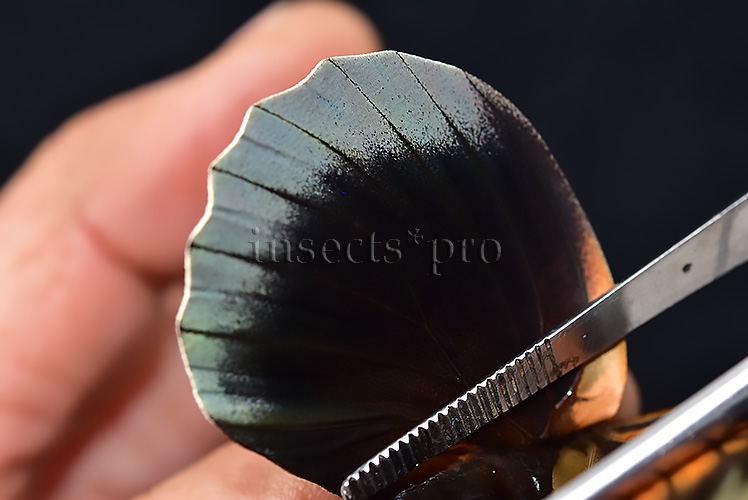 Agrias sp. A1 ♀ HYBRID* DARK FEMALE - Image 5