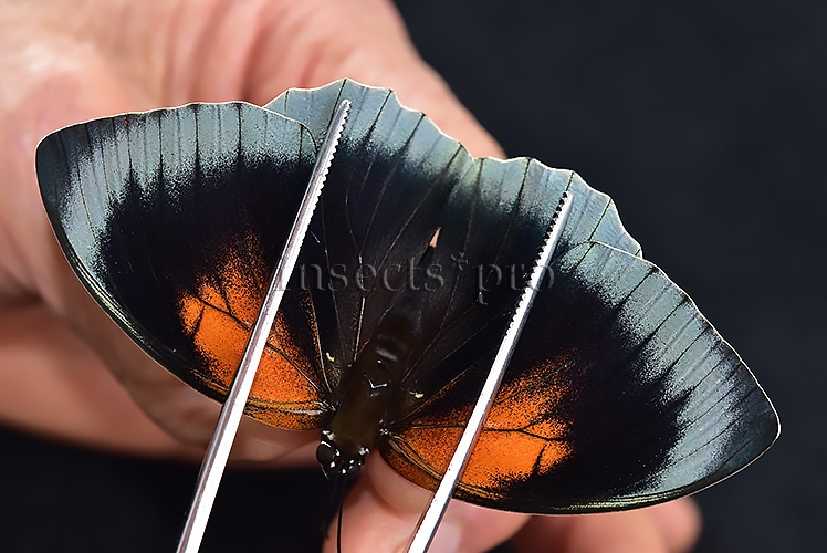 Agrias sp. A1 ♀ HYBRID* DARK FEMALE - Image 6
