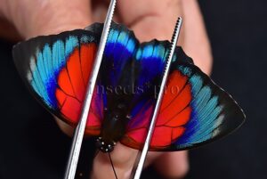 Agrias sp. A1 ♂ HYBRID* GREENISH EXTREME