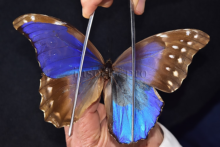 Morpho godartii tingomariensis *GYNANDROMORPH* ⚥ "CROSSED MOSAIC"