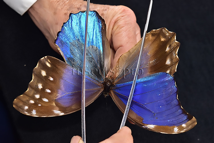 Morpho godartii tingomariensis *GYNANDROMORPH* ⚥ "CROSSED MOSAIC" - Image 9
