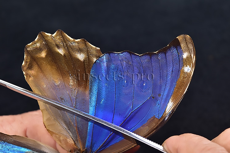 Morpho godartii tingomariensis *GYNANDROMORPH* ⚥ "CROSSED MOSAIC" - Image 7