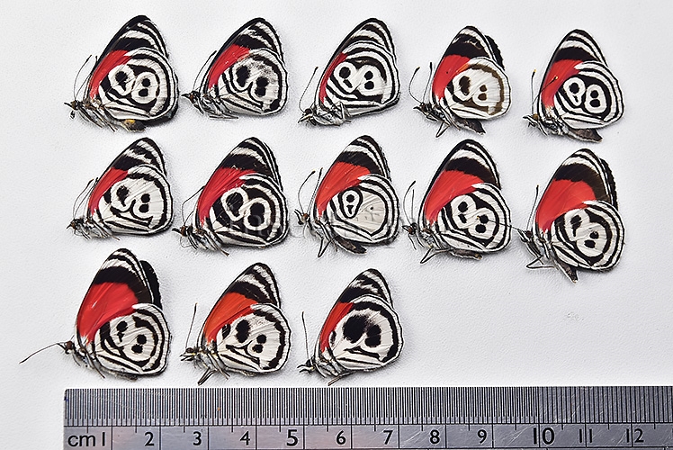 Diaethria sp. ♂ ABERRATION* ABERRANT SPECIMENS SET of 13 sp. - Image 3